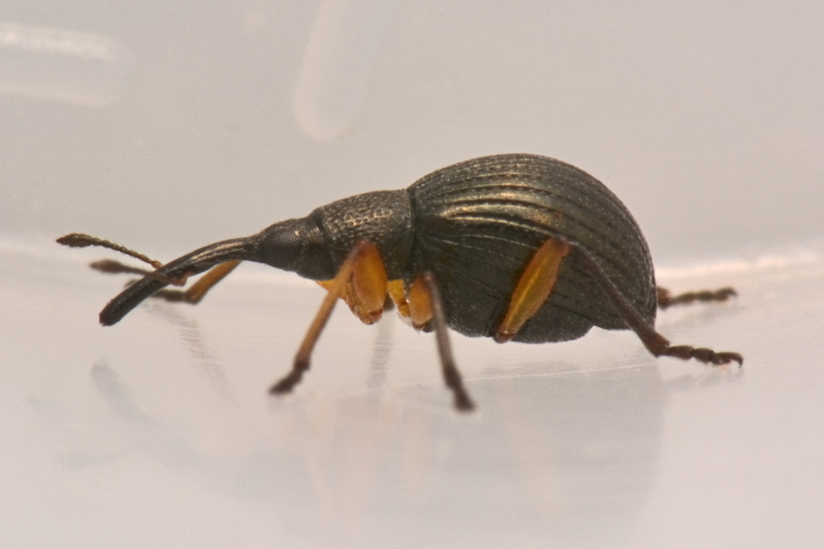 Apionidae: Protapion sp?   Sì,  Protapion apricans